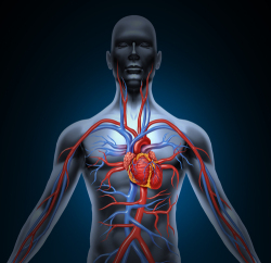 Gesundheit: Herz-Kreislauf-System